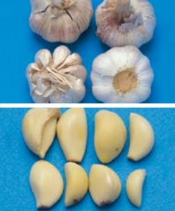 원산지 : 중국